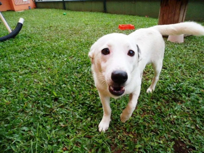 Cachorro ra a SRD idade 7 a 11 meses nome Cristal