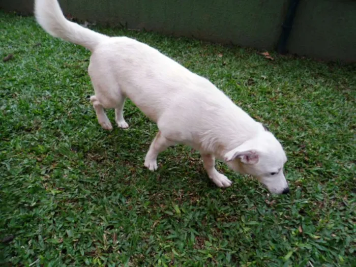 Cachorro ra a SRD idade 7 a 11 meses nome Cristal