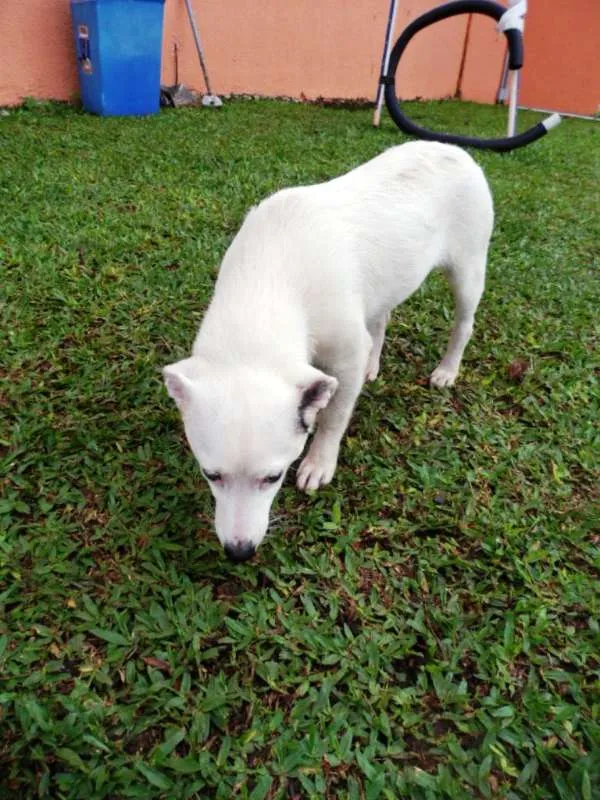 Cachorro ra a SRD idade 7 a 11 meses nome Cristal