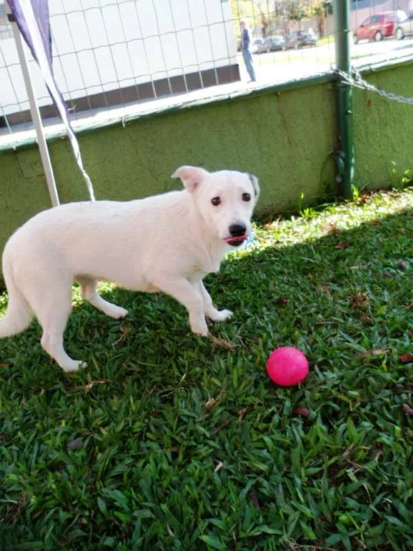 Cachorro ra a SRD idade 7 a 11 meses nome Cristal