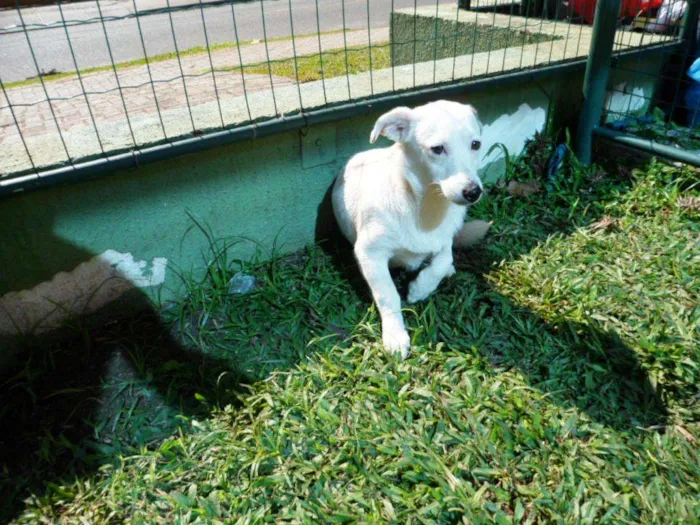Cachorro ra a SRD idade 7 a 11 meses nome Cristal