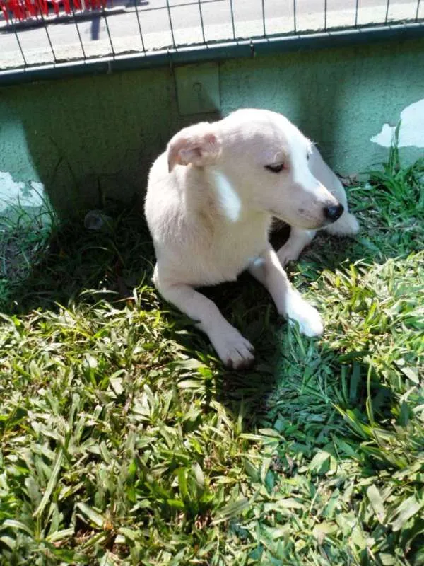 Cachorro ra a SRD idade 7 a 11 meses nome Cristal