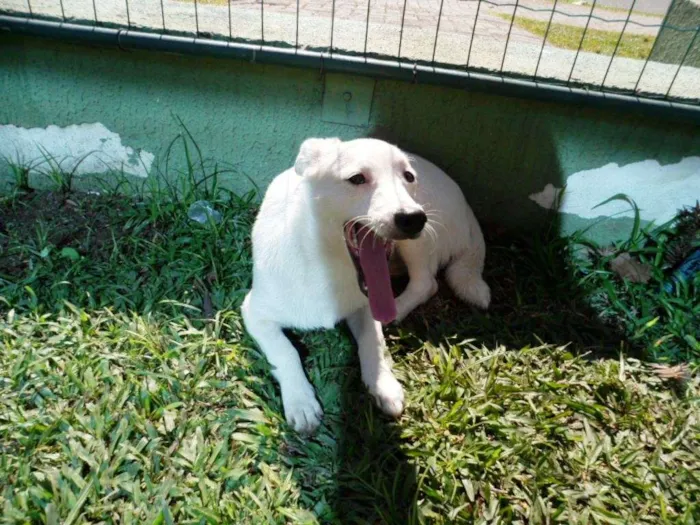 Cachorro ra a SRD idade 7 a 11 meses nome Cristal