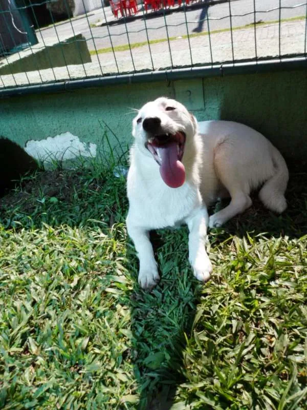 Cachorro ra a SRD idade 7 a 11 meses nome Cristal