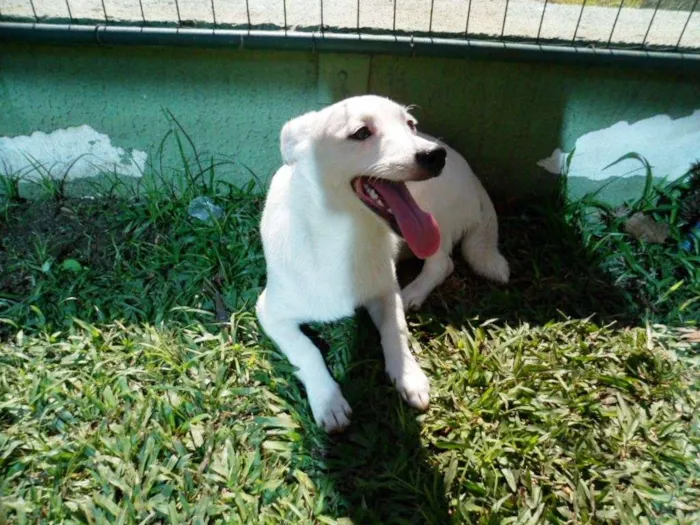 Cachorro ra a SRD idade 7 a 11 meses nome Cristal