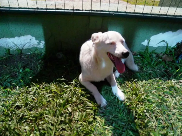 Cachorro ra a SRD idade 7 a 11 meses nome Cristal