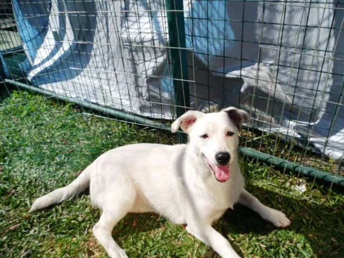Cachorro ra a SRD idade 7 a 11 meses nome Cristal
