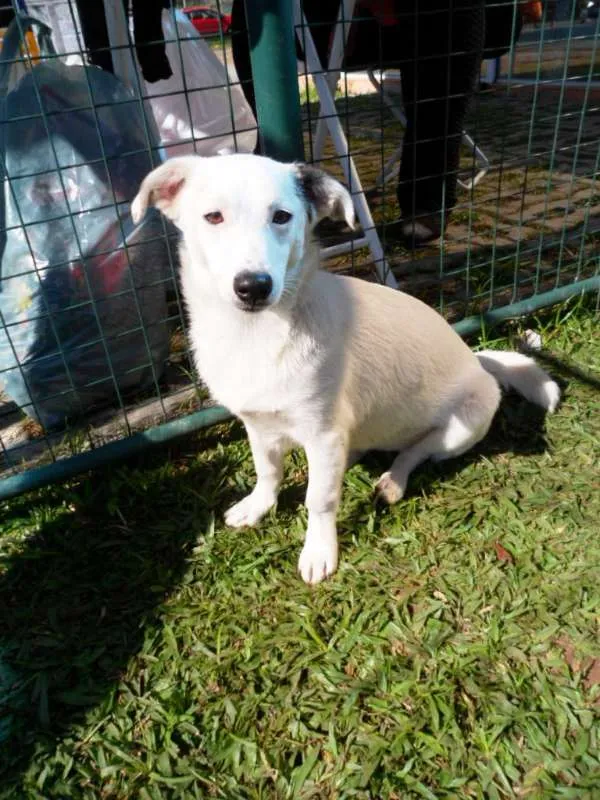 Cachorro ra a SRD idade 7 a 11 meses nome Cristal