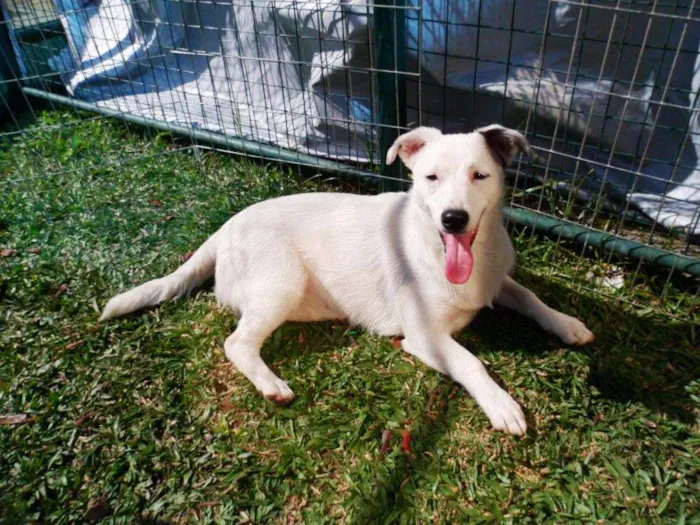Cachorro ra a SRD idade 7 a 11 meses nome Cristal