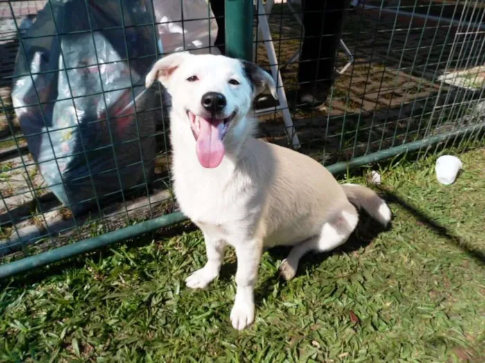 Cachorro ra a SRD idade 7 a 11 meses nome Cristal