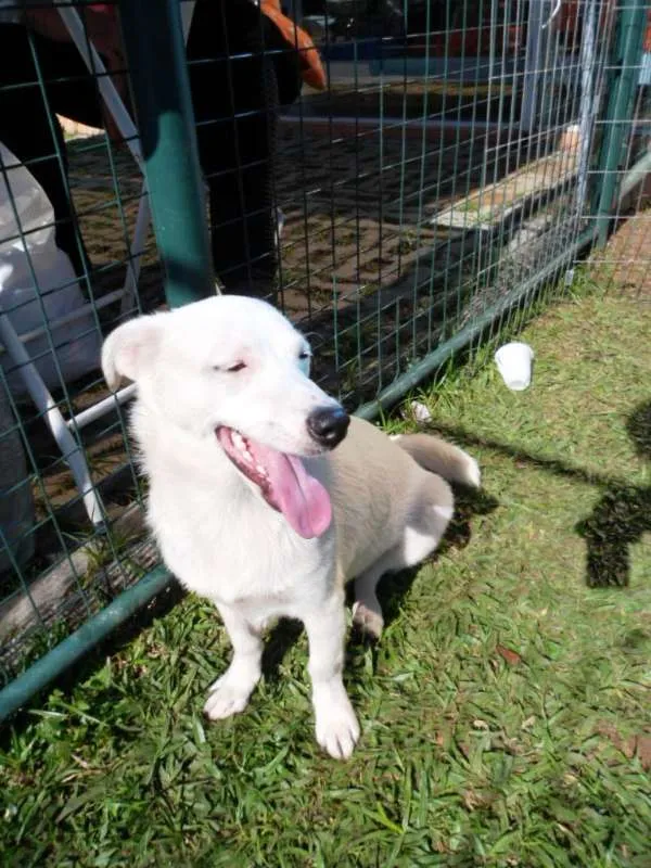 Cachorro ra a SRD idade 7 a 11 meses nome Cristal