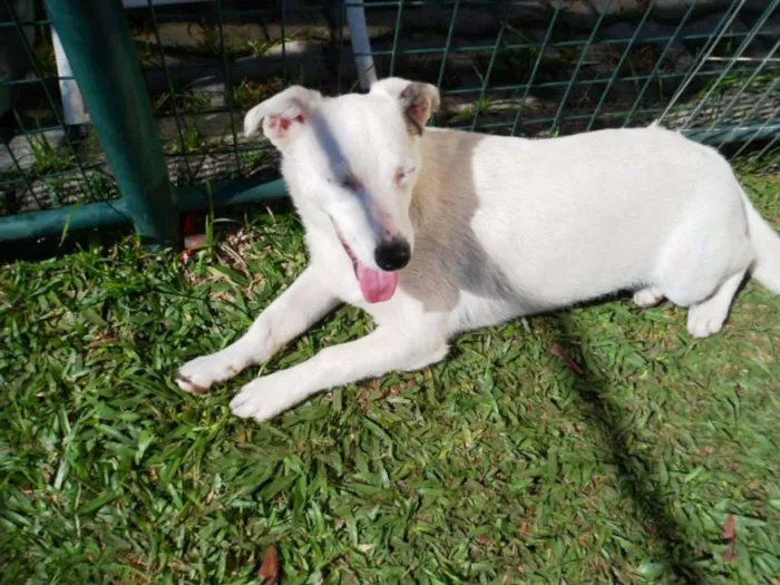 Cachorro ra a SRD idade 7 a 11 meses nome Cristal