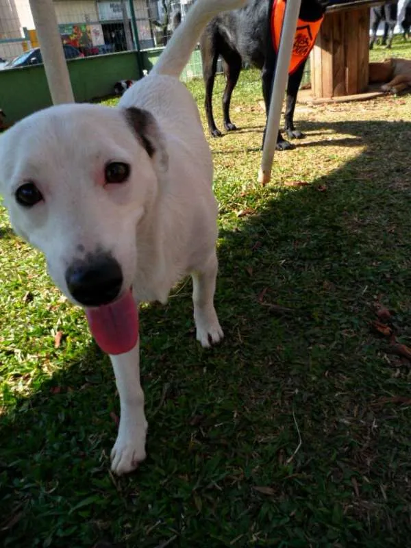 Cachorro ra a SRD idade 7 a 11 meses nome Cristal