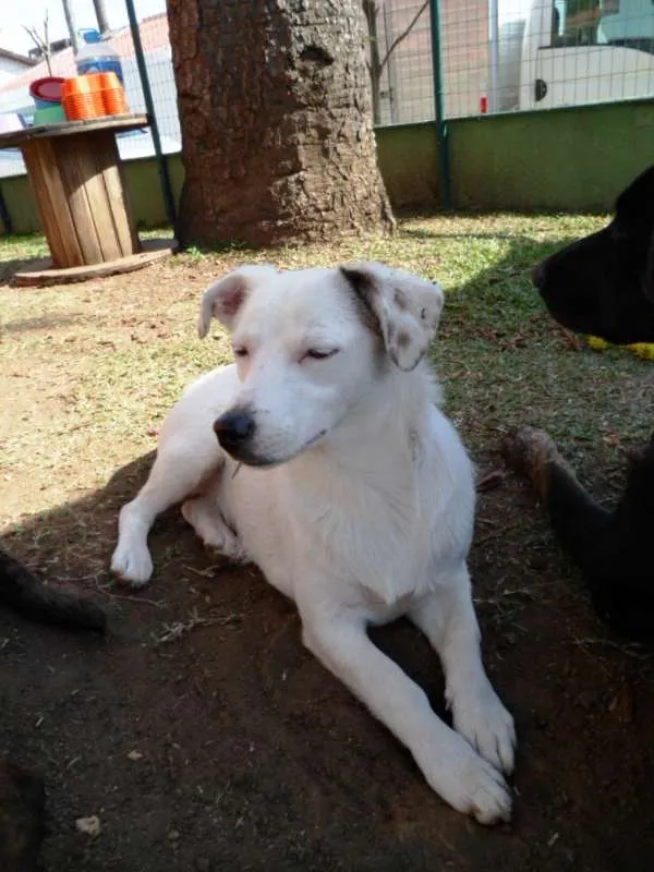 Cachorro ra a SRD idade 7 a 11 meses nome Cristal
