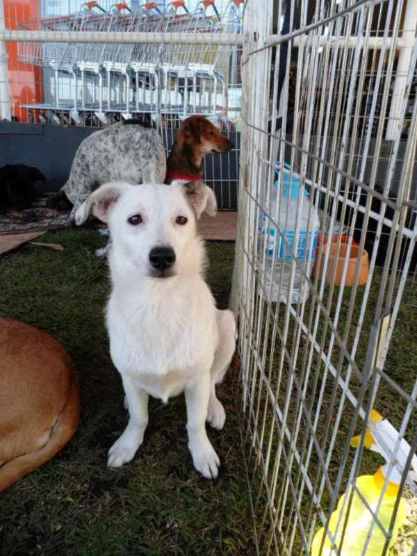 Cachorro ra a SRD idade 7 a 11 meses nome Cristal