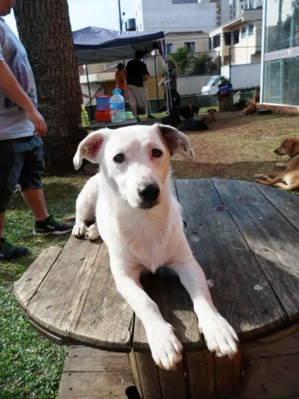Cachorro ra a SRD idade 7 a 11 meses nome Cristal