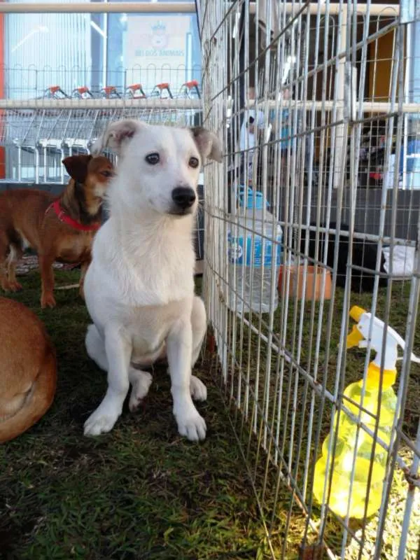 Cachorro ra a SRD idade 7 a 11 meses nome Cristal