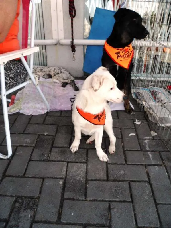 Cachorro ra a SRD idade 7 a 11 meses nome Cristal