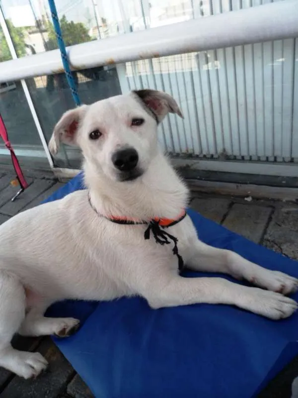 Cachorro ra a SRD idade 7 a 11 meses nome Cristal