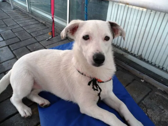 Cachorro ra a SRD idade 7 a 11 meses nome Cristal