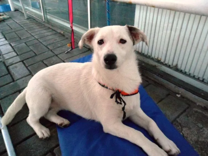 Cachorro ra a SRD idade 7 a 11 meses nome Cristal