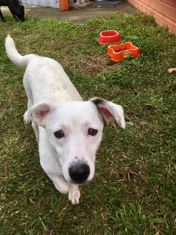 Cachorro ra a SRD idade 7 a 11 meses nome Cristal