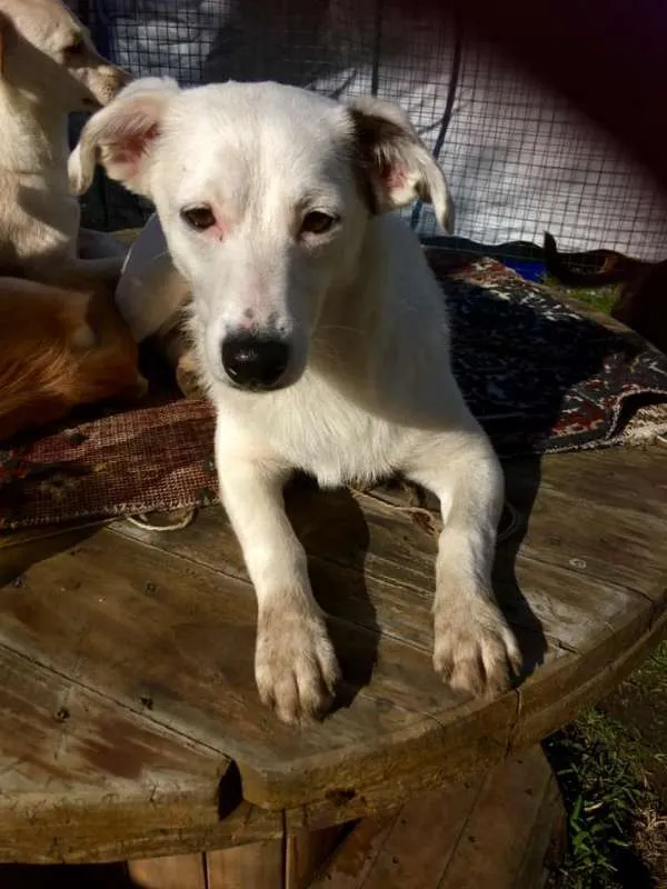 Cachorro ra a SRD idade 7 a 11 meses nome Cristal