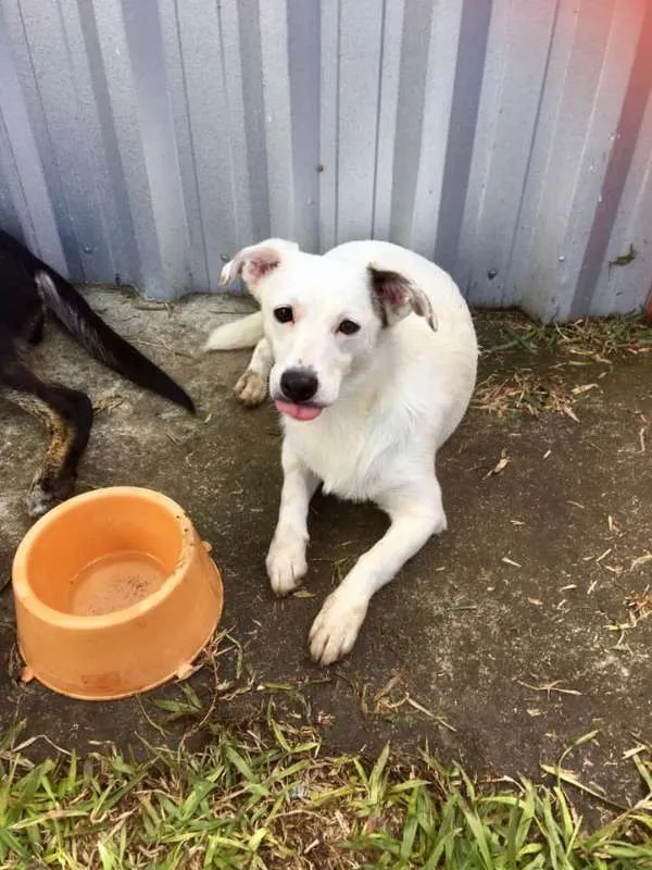 Cachorro ra a SRD idade 7 a 11 meses nome Cristal