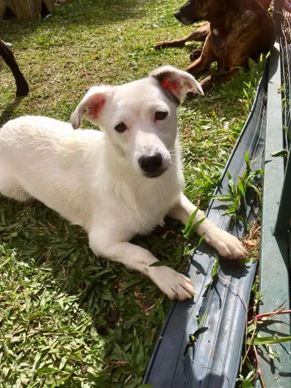 Cachorro ra a SRD idade 7 a 11 meses nome Cristal