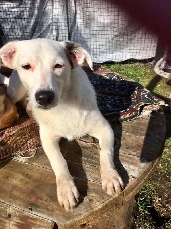 Cachorro ra a SRD idade 7 a 11 meses nome Cristal