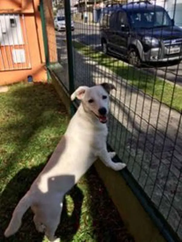 Cachorro ra a SRD idade 7 a 11 meses nome Cristal