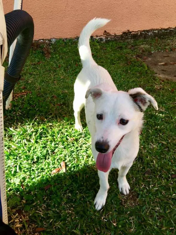 Cachorro ra a SRD idade 7 a 11 meses nome Cristal