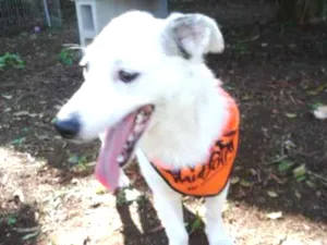 Cachorro raça SRD idade 7 a 11 meses nome Cristal
