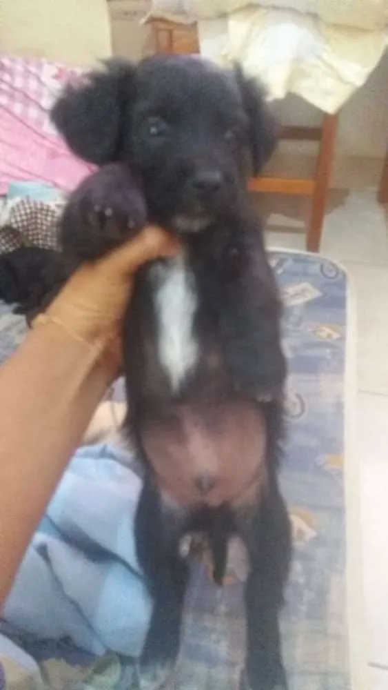 Cachorro raça Viras latas idade Abaixo de 2 meses nome Sem nomes