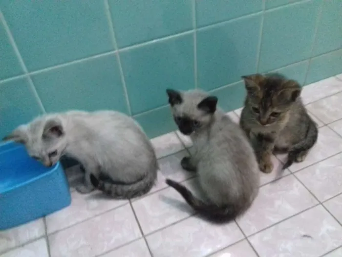 Gato ra a Srd idade 2 a 6 meses nome Luna