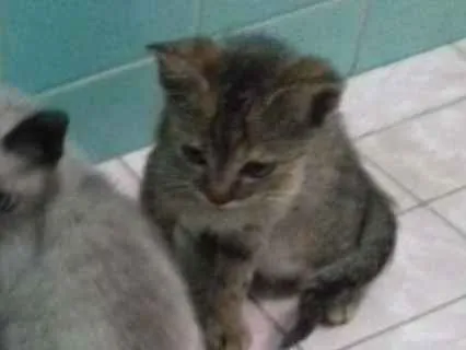 Gato ra a Srd idade 2 a 6 meses nome Luna