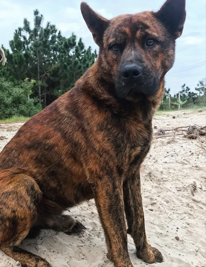 Cachorro ra a MESTIÇO CHOW CHOW idade 3 anos nome HULK