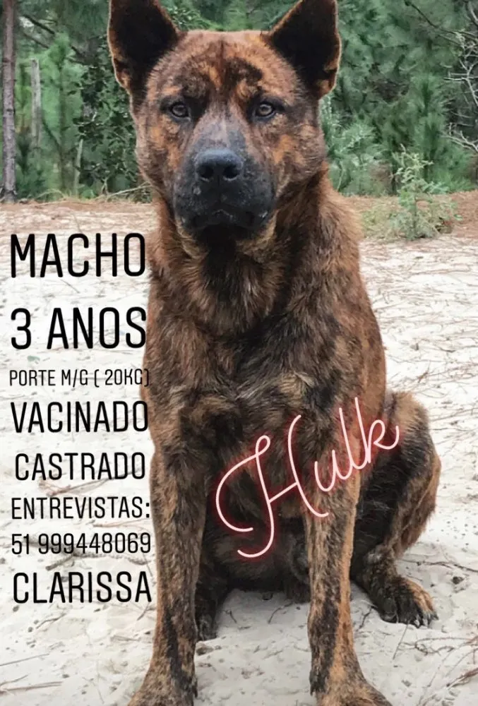 Cachorro ra a MESTIÇO CHOW CHOW idade 3 anos nome HULK