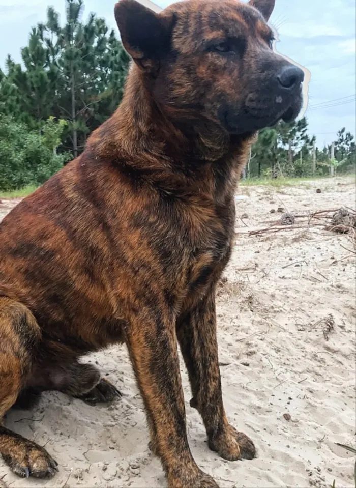 Cachorro ra a MESTIÇO CHOW CHOW idade 3 anos nome HULK