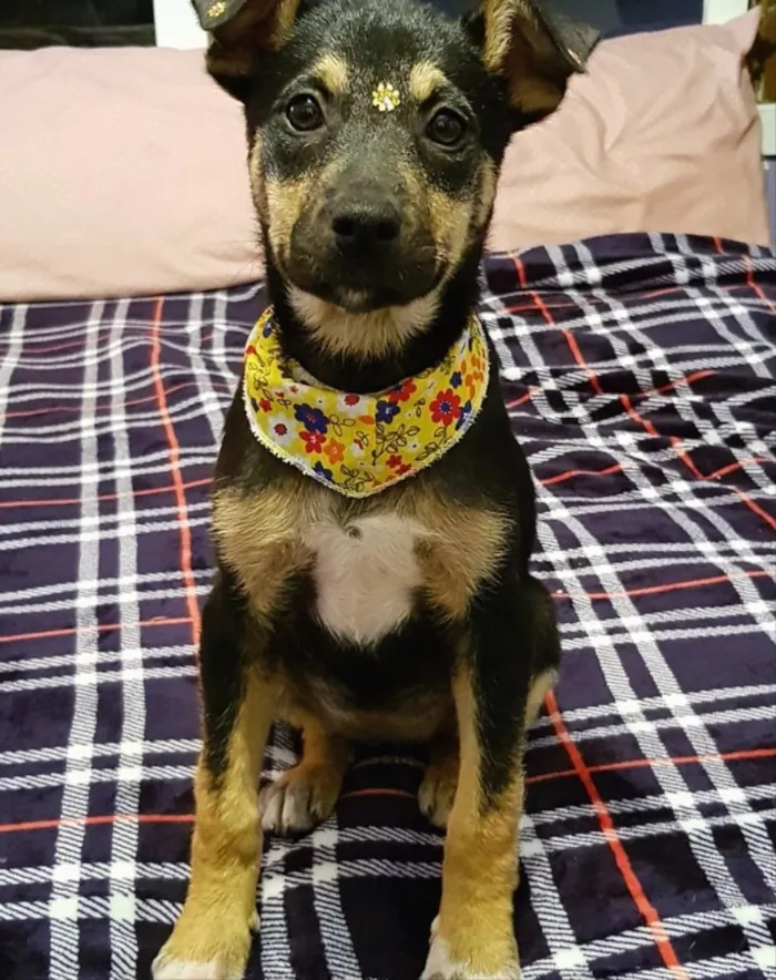 Cachorro ra a SEM RACA DEFINIDA  idade 2 a 6 meses nome LUNA