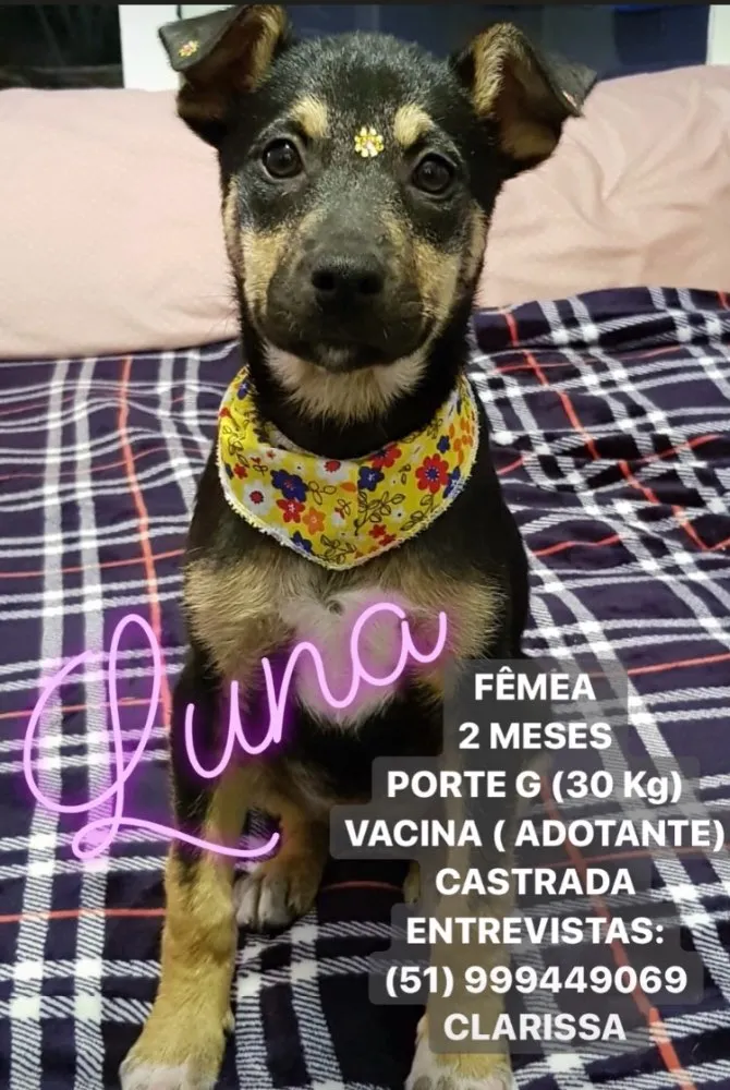 Cachorro ra a SEM RACA DEFINIDA  idade 2 a 6 meses nome LUNA