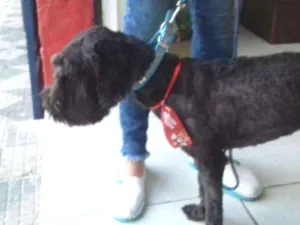 Cachorro raça Srd idade 1 ano nome Betoven 