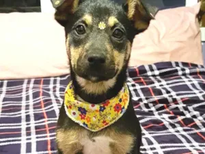 Cachorro raça SEM RACA DEFINIDA  idade 2 a 6 meses nome LUNA