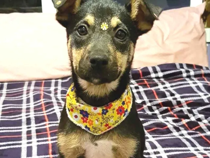 Cachorro ra a SEM RACA DEFINIDA  idade 2 a 6 meses nome LUNA