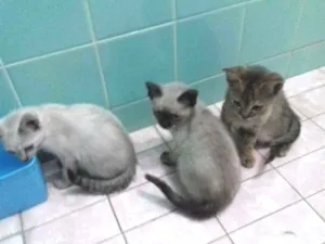 Gato raça Srd idade 2 a 6 meses nome Luna