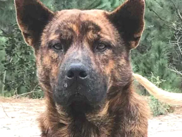 Cachorro ra a MESTIÇO CHOW CHOW idade 3 anos nome HULK