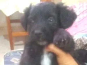 Cachorro raça Viras latas idade Abaixo de 2 meses nome Sem nomes