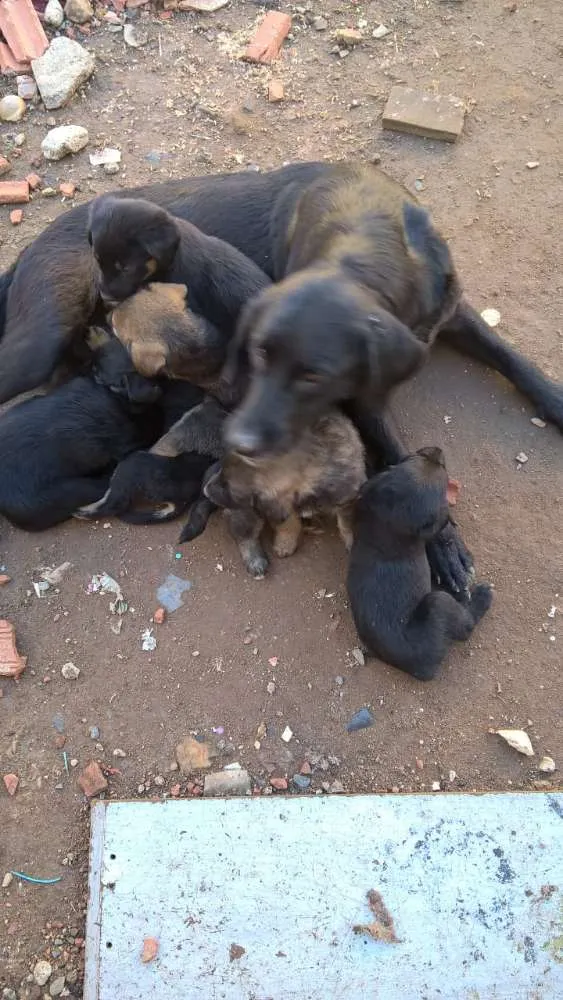 Cachorro ra a Lavrador idade Abaixo de 2 meses nome Preto