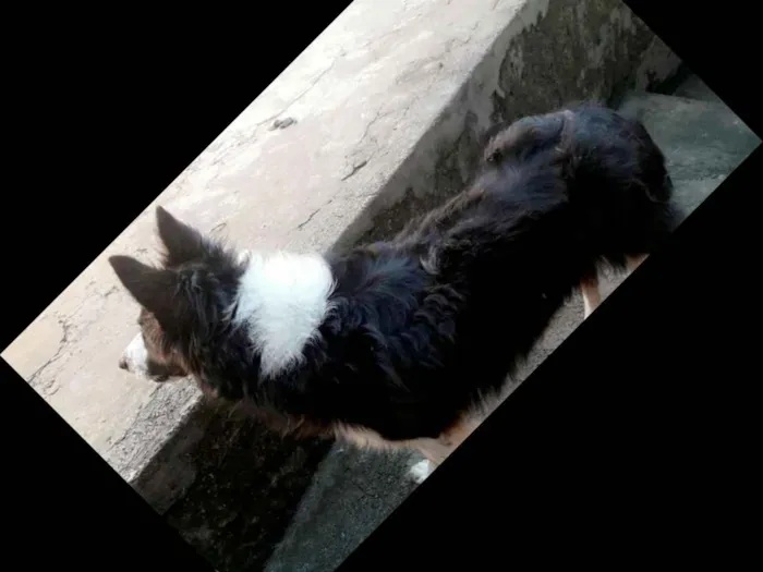 Cachorro ra a Boder collie idade 1 ano nome K9