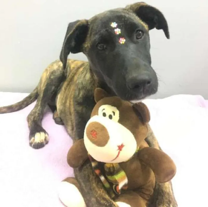 Cachorro ra a srd idade 7 a 11 meses nome Bombom